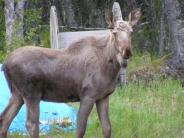 Community Photo of Dillingham, AK